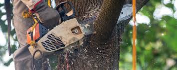 Best Hazardous Tree Removal  in Denton, NC